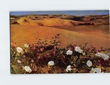 Postcard Verbenas in the Sand Dunes picture
