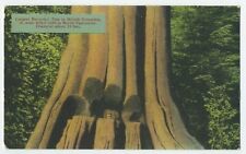 Largest Recorded Tree British Columbia A cedar felled 1896 postcard A2 picture