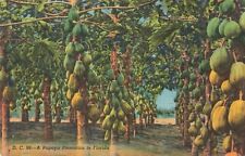 Dania Beach FL Florida, A Papaya Plantation, Vintage Postcard picture