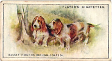 Players Cigarette Card 1925 DOGS #17 Basset Hound Rough Coated picture