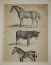 ALEXANDER FRANCIS LYDON (1836–1917) Original ANTIQUE Colored Engraving Zebra picture
