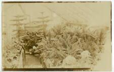 1909 Chatsworth Iowa Fern Room business interior Real Photo  picture