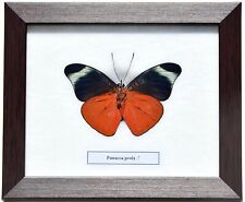REAL PANACEA PROLA; PROLA BEAUTY BUTTERFLY IN FRAMED DISPLAY : TAXIDERMY picture