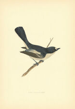 Pied Flycatcher. Morris's British Birds. Antique colour print 1903 old picture