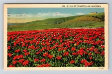A Field Of Poinsettias In California, c1938 Vintage Souvenir Postcard picture