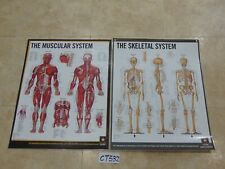 Lot of 2 Anatomy Posters Laminated US Army Skeletal & Muscular System 20