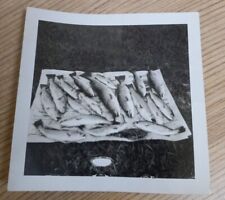 Vintage Snapshot Photo: Fishing trout Brook Trout? Rainbow trout? Catch Haul picture