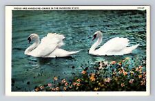 FL-Florida, Proud And Handsome Swans, Antique, Vintage Souvenir Postcard picture