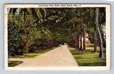 Palm Beach FL-Florida, Australian Pine Walk, Antique Vintage c1922 Postcard picture