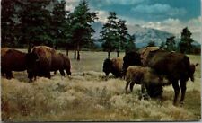 BUFFALO or BISON Herd in Old West Vintage Chrome Postcard B25 picture