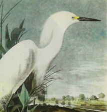 Snowy Egret Bird 1946 Color Plate Print John James Audubon Nature DWV2B picture