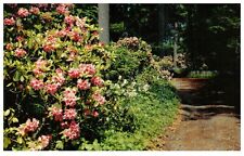 Winterthur DE Gardens of Henry Francis du Pont Flowers Vintage Chrome Postcard picture