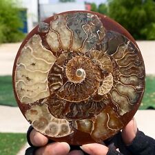 122G Rare Natural Tentacle Ammonite FossilSpecimen Shell Healing Madagascar picture