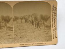 1895 Stereoview Plantation Negroes carrying Rice SC - Underwood / Strohmeyer & W picture