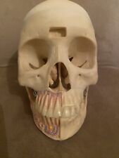 Vintage anatomical skull model by medical plastics lab texas dentistry picture