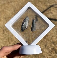 Collection of 2 Fossil Dinosaur Teeth in Display Case Suchomimus Eocarcharia picture