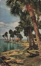 Tampa Florida, Palm Fringed Shoreline, Vintage Postcard picture