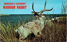 Nebraska Legendary Warrior Rabbit Postcard picture