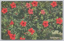 Postcard Hibiscus, Native in South China Vintage Linen 1947 picture