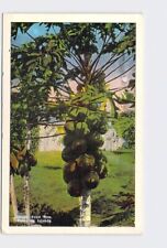 PPC Postcard HI Hawaiian Islands Papaia Fruit Tree picture