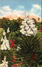 Yucca Blossoms Or Spanish Bayonet, Plants, Vintage Postcard picture