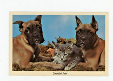 Vintage Dog Postcard   DOG     PUPPIES AND KITTEN    'DOUBTFUL PALS'    UNPOSTED picture