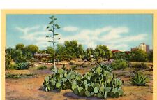 Cacti Garden, Abe Street Park, San Angelo, TX Postcard picture
