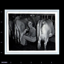 Vintage Photo MAN MILKING COW DAIRY FARMER picture