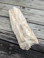 Large, Prehistoric Paleo-American, petrified wood. Well Defined. picture