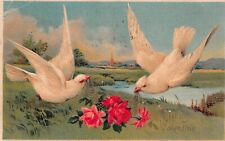 Antique Valentine's Postcard White Dove Red Roses Flowers Embossed c1909 Vintage picture