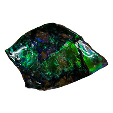 Ammolite Fossil ~ 71 Million Years Old picture