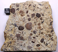 Beautiful Ordovician Sea Floor Plate Trilobites Brachiopod Platteville Wisconsin picture