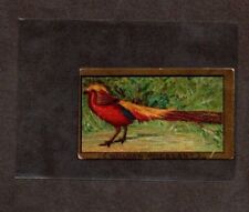 1910 T42 Piedmont Cigarettes BIRD SERIES (gold border)  - **YOU CHOOSE** picture