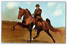 c1910s B Major Wilson TN Walking Horse Stallion Gainesville Virginia VA Postcard picture