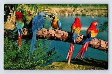 Postcard Florida Tampa FL Anheuser Busch Garden Parrots 1960s Unposted Chrome picture