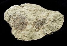 EXTINCTIONS- NICE MULTIPLE SPINY ARCHAEOCIDARIS URCHIN ECHINOID FOSSIL- ST LOUIS picture