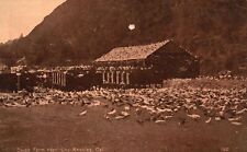 Vintage Postcard 1914 View of The Squab Farm near Los Angeles California CA picture