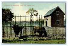 1910 Buffaloes at Columbian Park, La Fayette Indiana IN Postcard picture