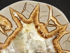 Polished Utah SEPTARIAN Nodule With a Neat Lightning Like Pattern 205gr picture