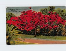 Postcard Royal Poinciana Tree in Bloom Fort Lauderdale Florida USA picture