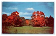 Postcard Oak Trees Autumn Landscape in Somerset County PA B22 picture