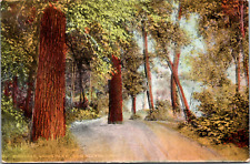 Vintage C. 1908 Birdland Union Park, Des Moines Iowa IA Postcard  picture