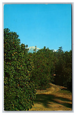 Rialto CA California Oranges Grove Snow Capped Mountain Postcard Posted 1964 picture