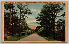 Through the Pines Ocean Boulevard Virginia Beach Norfolk Virginia 1950 Postcard picture