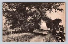 Fryeburg ME-Maine, Panoramic View the Big Willow, Antique Vintage Postcard picture