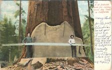Postcard California CA Big Trees 28 Foot Saw Lumber Jacks Weidner 1907 picture