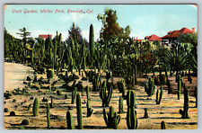 Cacti Garden Whites Park Riverside California Antique c1910s Vintage Postcard picture