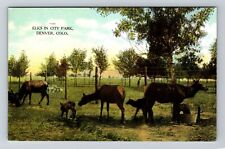 Denver CO-Colorado, Elks In City Park Vintage Souvenir Postcard picture