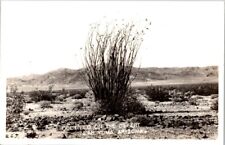 Vintage Real Photo Postcard- OCOTILLO ON THE DESERT NEAR YUMA ARIZONA picture