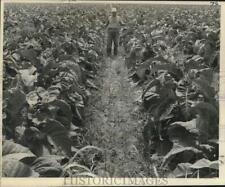 1966 Press Photo Terry S. Louque stands among rows and rows of lush perique picture